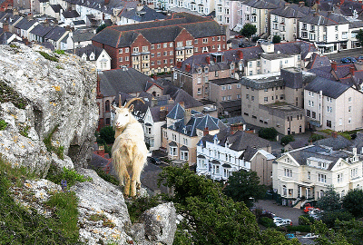 Wild Goat on The Orme