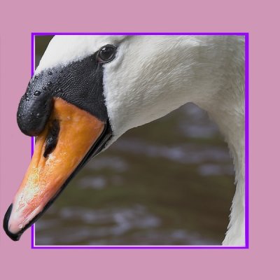 Cyril the Swan
