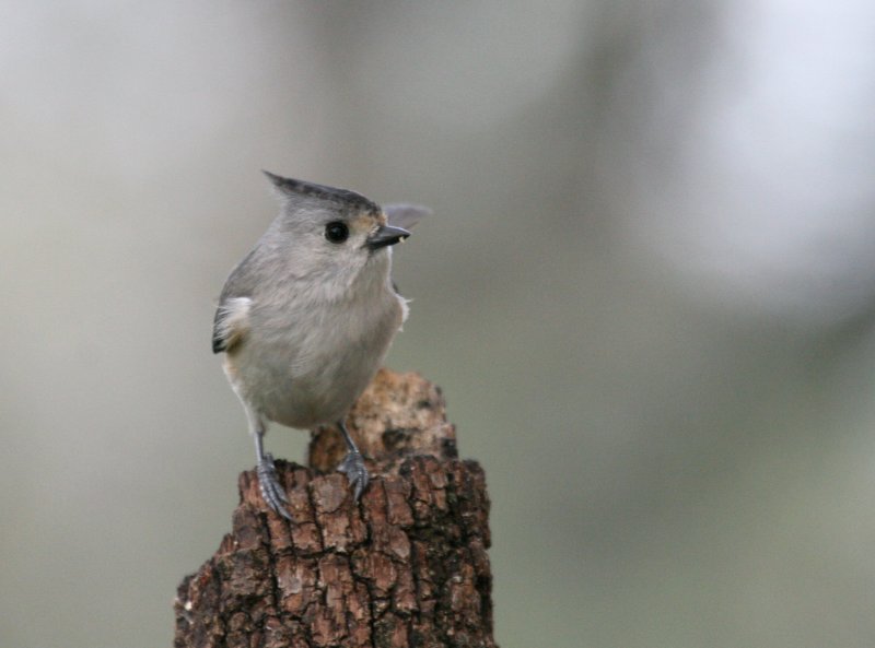 Blk-Crested Titmouse  mybkyd img_3383.jpg