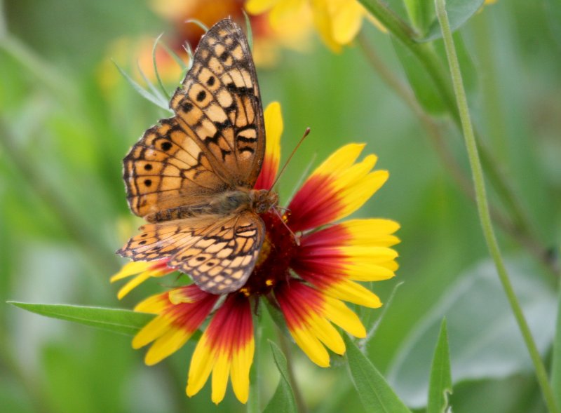 Butterfly  on Indian Blanket BCB img_0480.jpg