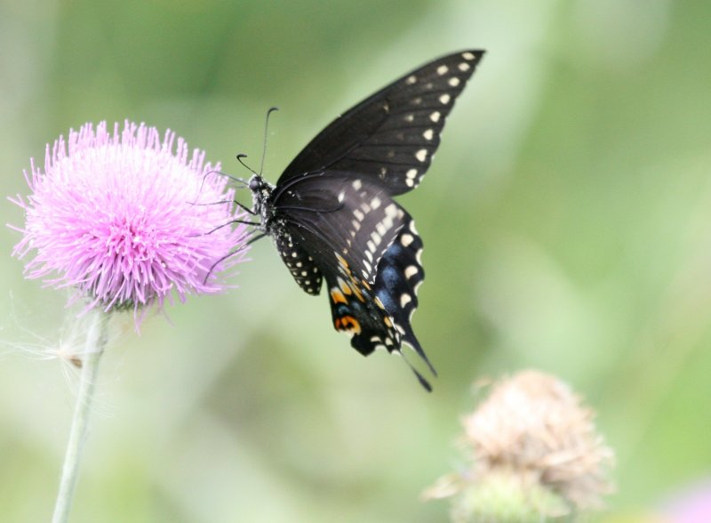 Butterfly on Thistle  Flower img_1127.jpg