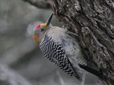 Golden-Fronted WP taking shelter in frzng rain mybkyd .jpg