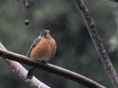 Am Robin in the Freezing Rain  mybkyd img_1513.jpg