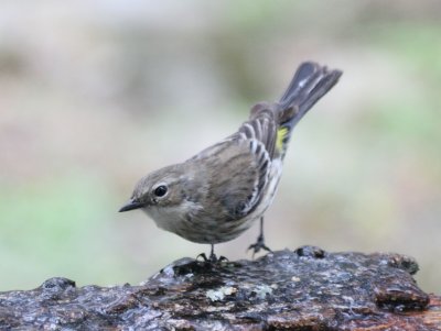 a Yellow-Rumped Warbler skating  mybkyd 2  img_1522.jpg