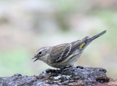 a Yellow-Rumped Warbler skating  mybkyd   img_1522.jpg