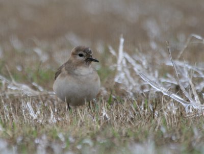 a  Mountain Plover on ice Mechlar Rd. 3  img_1661.jpg