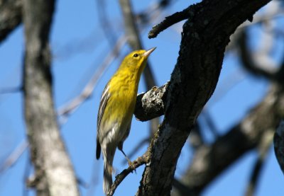 a Pine Warbler can't jump s2 web.jpg