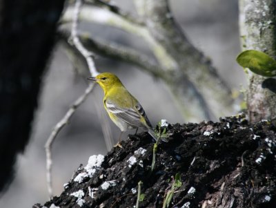 a Pine Warbler SSLPk 3 web.jpg