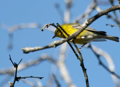 a Pine Warbler SSLPk 7 web.jpg