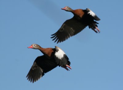 Black-Bellied Whistling Duck  SSLPk  web 2 .jpg