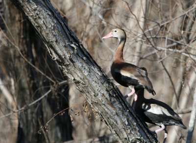 Black-Bellied Whistling Duck  SSLPk  web.jpg