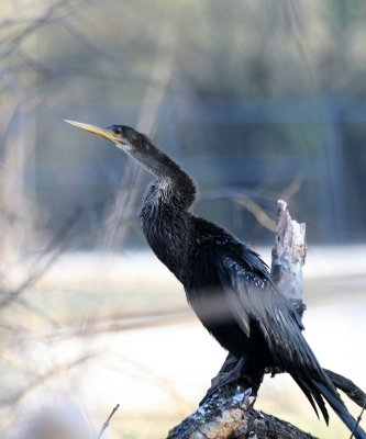 Anhinga  BCB web 3.jpg