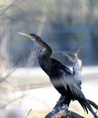 anhinga