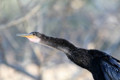 Anhinga  BCB web 6.jpg