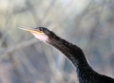 Anhinga  BCB web 9.jpg
