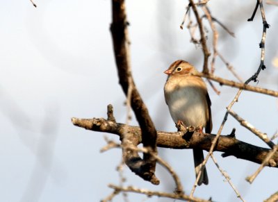 Field Sparrow BCB web.jpg