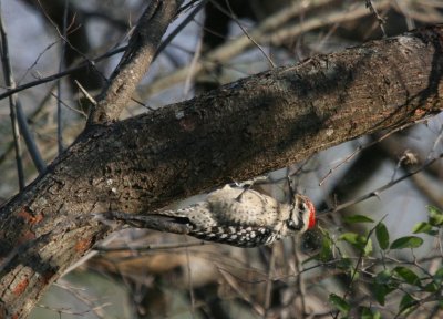 Ladder-Backed Woodpecker  BCB web.jpg