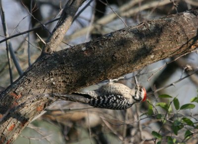 Ladder-Backed Woodpecker  BCB web 2.jpg
