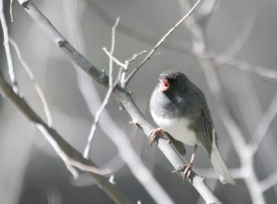 DE Junco mybkyd singing web 2 .jpg