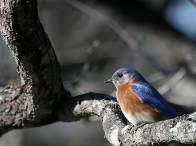 Eastern Blue-Bird SSLPk web1 .jpg
