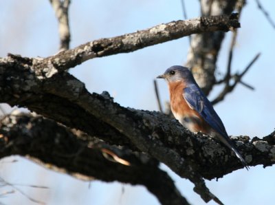 Eastern Blue-Bird SSLPk web 4.jpg