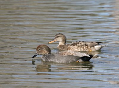 Gadwalls pair  SSLPk web.jpg