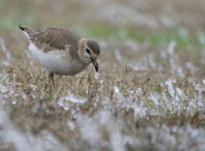 a  Mountain Plover w bug  Mechlar Rd. web 5 .jpg