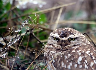 Burrowing Owl on ice Mechlar Rd. 3  web .jpg