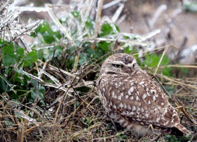 Burrowing Owl on ice Mechlar Rd. 4  web .jpg