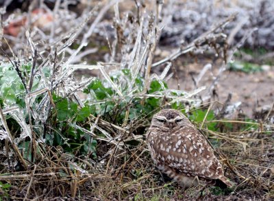 Burrowing Owl on ice Mechlar Rd. 5  web .jpg