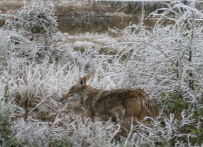 Coyote in ice near Toyota web 1.jpg