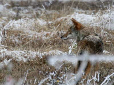 Coyote in ice near Toyota web 2.jpg