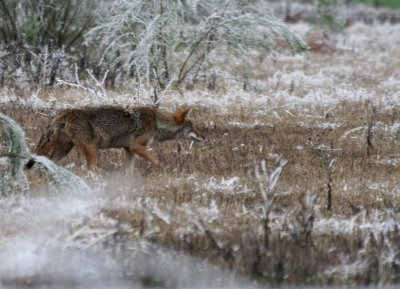 Coyote in ice near Toyota web 3.jpg