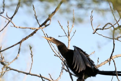 Anhinga  BCB FCP web 8 .jpg