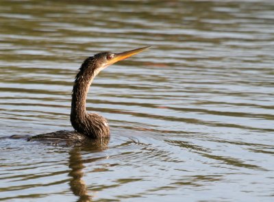 Anhinga  BCB FCP web 3 .jpg