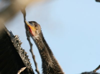 Anhinga  BCB FCP web 14 .jpg
