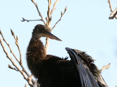 Anhinga  BCB FCP web 11 .jpg
