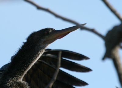 Anhinga  BCB FCP web 13 .jpg