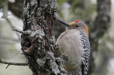 Golden-Fronted Woodpecker 4  Mybkyd web.jpg