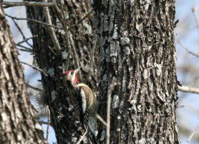 woodpeckers