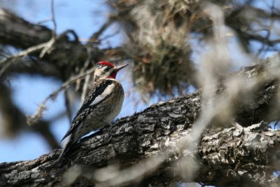 Yellow-Bellied Sapsucker  SS Lions park web4.jpg
