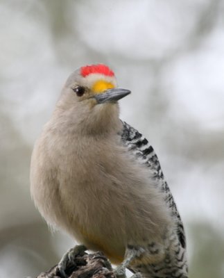Golden-Fronted Woodpecker  mybkyd x3 web.jpg