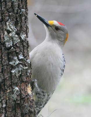 Golden-Fronted Woodpecker  mybkyd x4 web.jpg