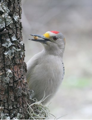 Golden-Fronted Woodpecker  mybkyd x6 web.jpg
