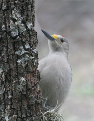 Golden-Fronted Woodpecker  mybkyd x5-r web.jpg