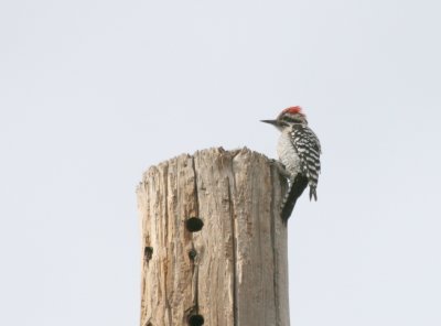 Ladder-Backed Woodpecker  McKittrick Canyon web img_2728.jpg