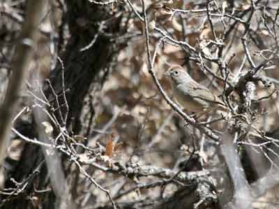 Rufous-Crowned Sparrow  McKittrick Canyon web img_2747.jpg