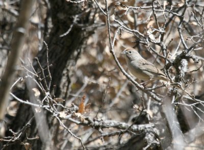 Rufous-Crowned Sparrow  McKittrick Canyon web img_2748.jpg