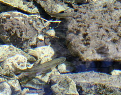trout  creek  McKittrick Canyon web img_2766.jpg