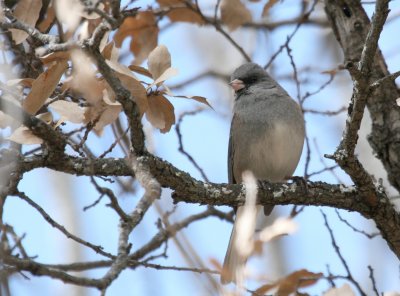 Grey-Headed Junco  McKittrick Canyon web img_2745.jpg